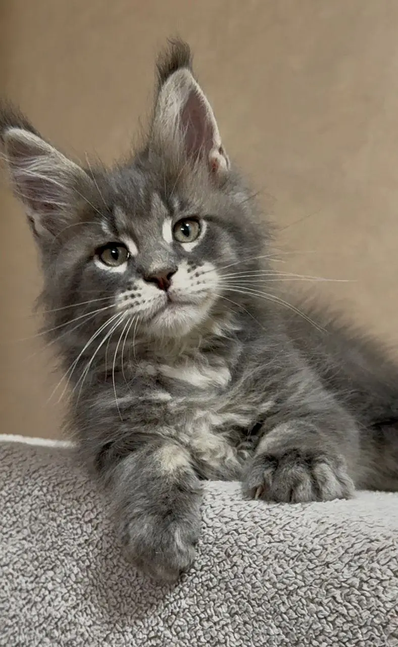 MAINE COON — photo 5