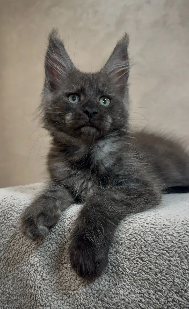 MAINE COON — photo 6