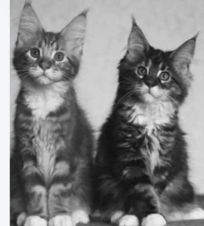 MAINE COON