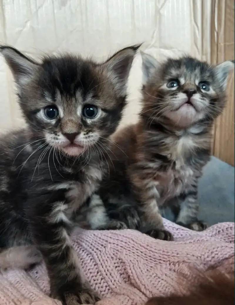 MAINE COON — photo 8