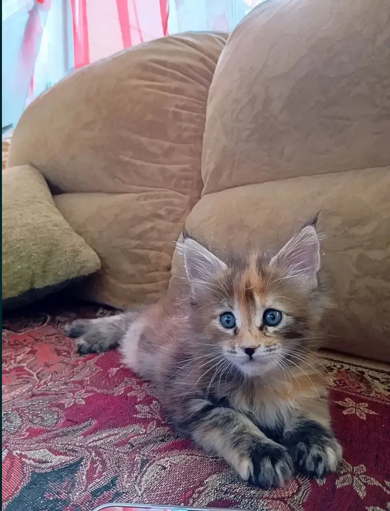 MAINE COON — photo 9