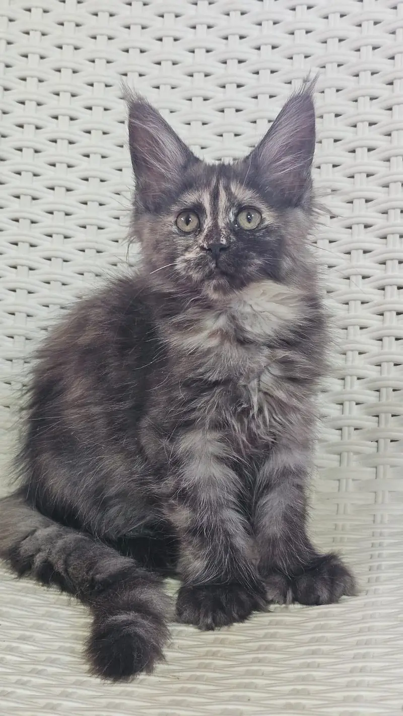 MAINE COON — photo 10