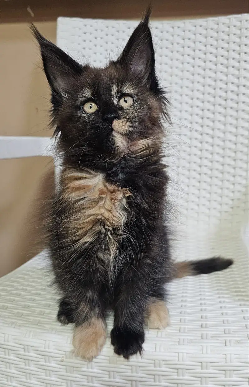 MAINE COON — photo 11