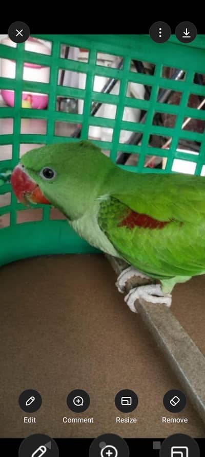 Alexandrine Parrot for Sale – Healthy