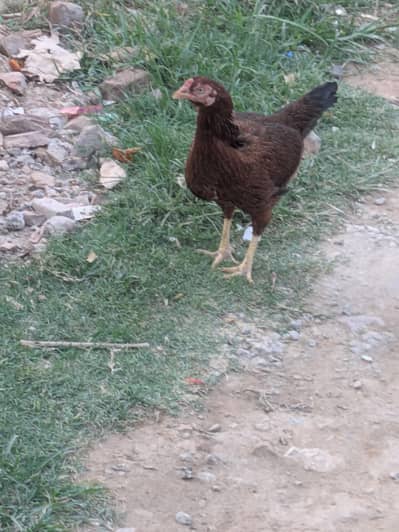 Aseel Dasi hen