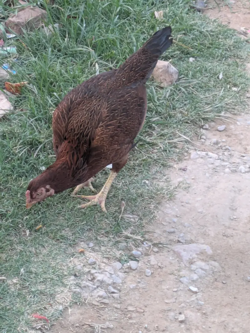 Aseel Dasi hen — photo 2