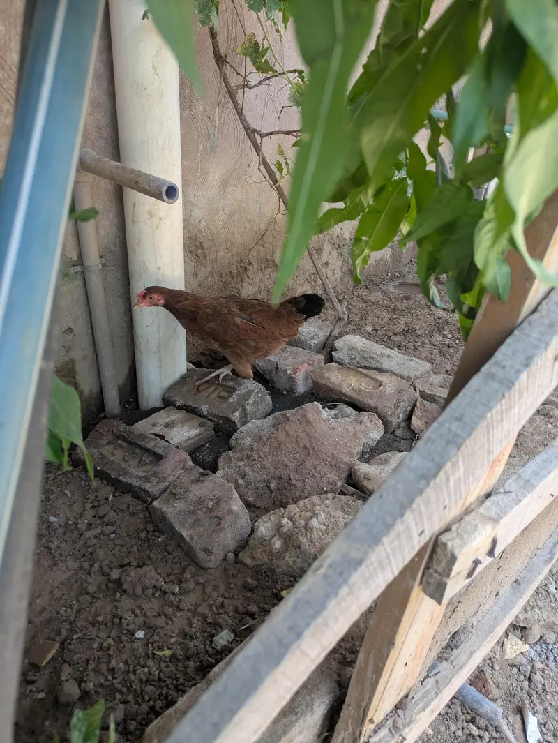 Aseel Dasi hen — photo 3