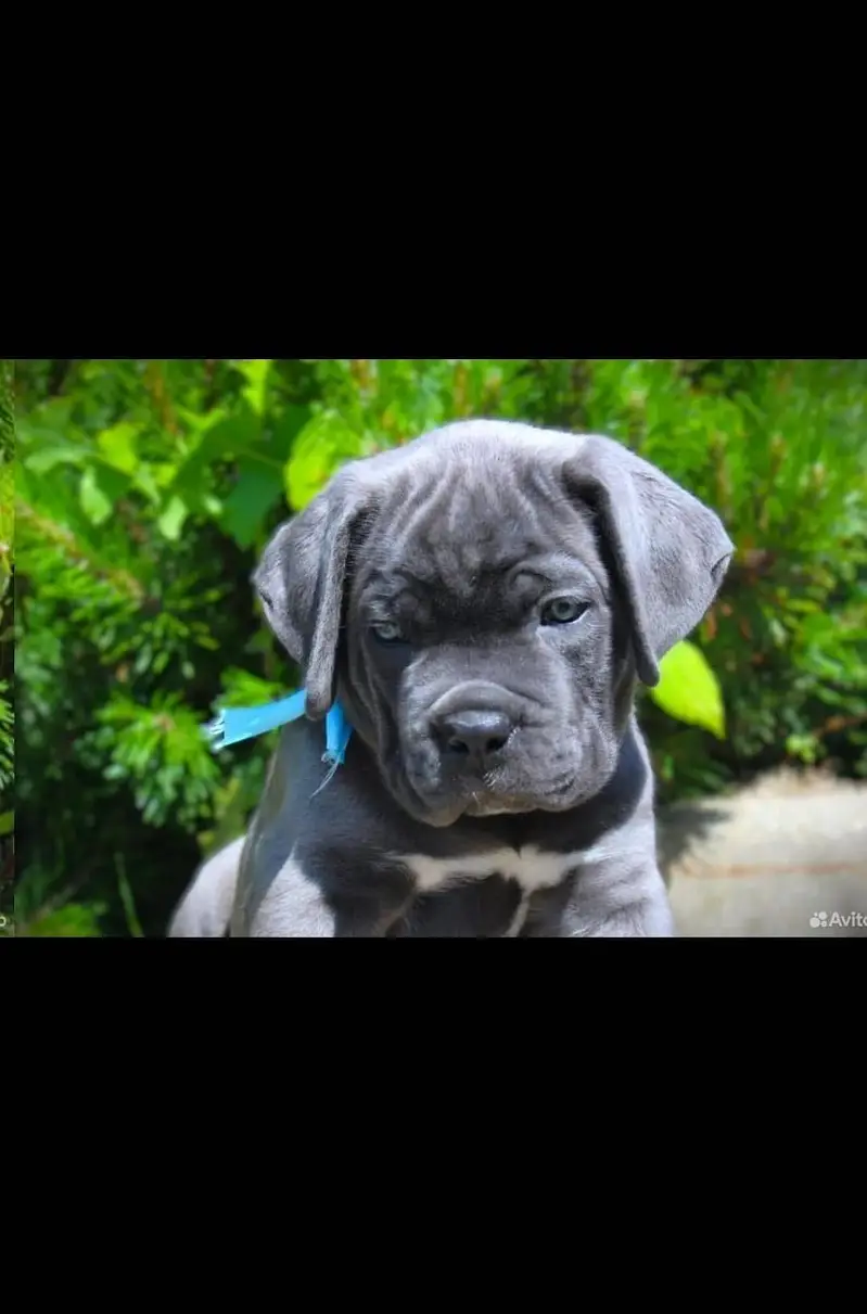 Cane carso — photo 2