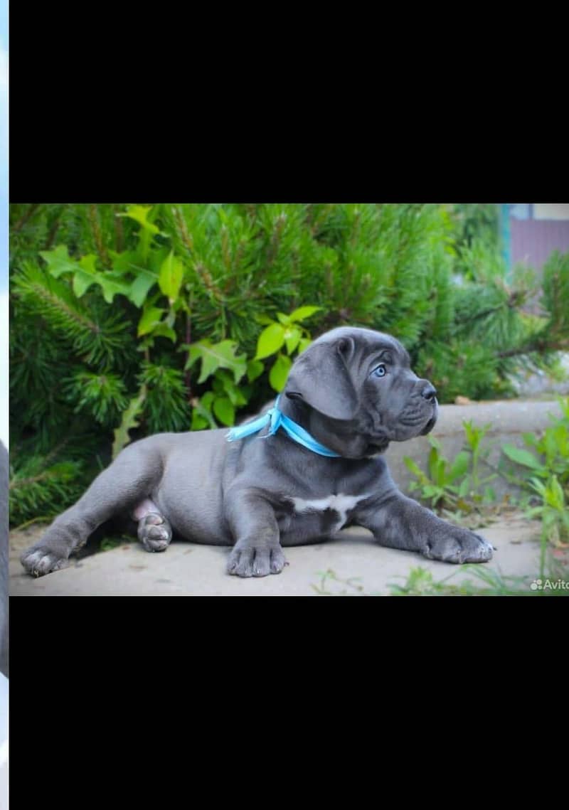 Cane carso 3