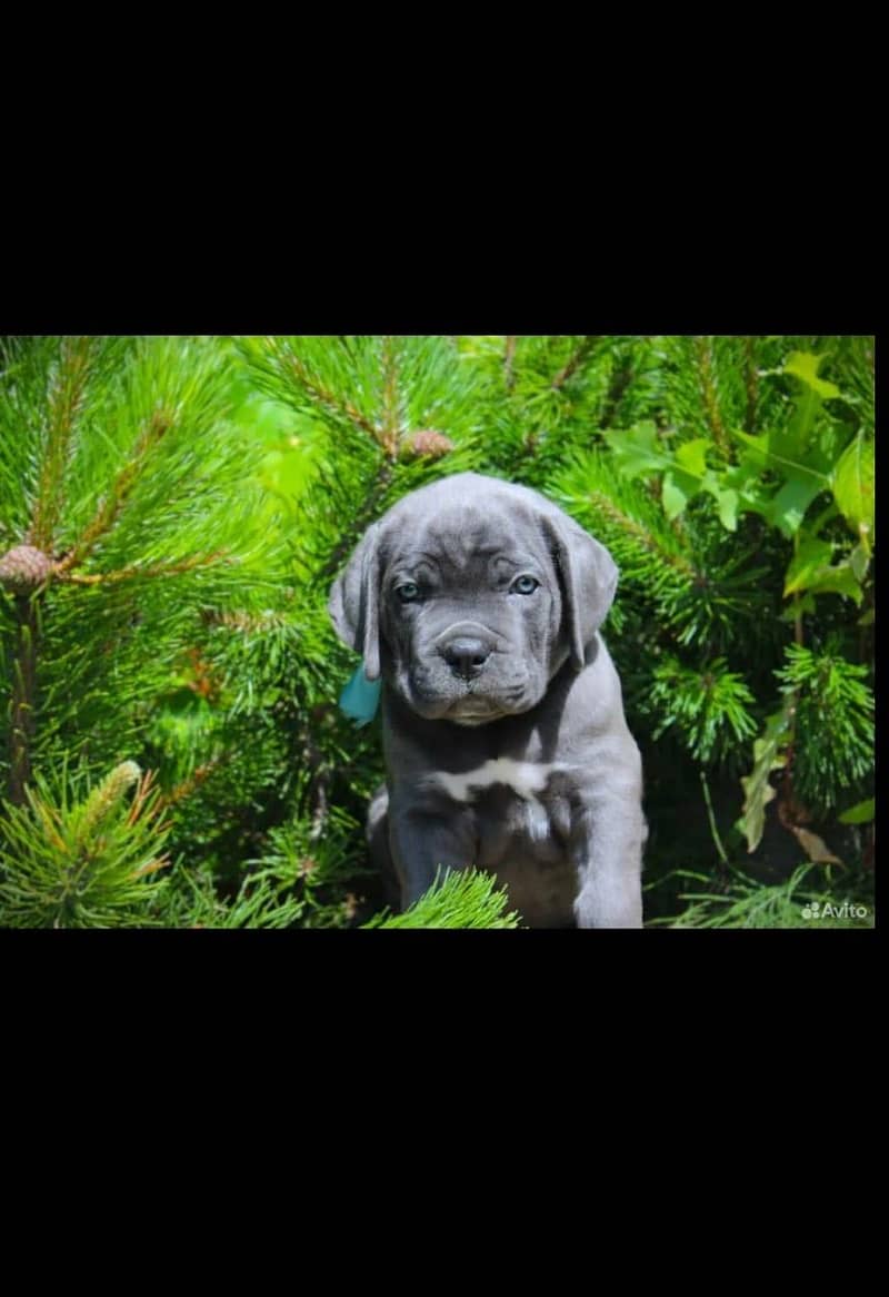 Cane carso 4