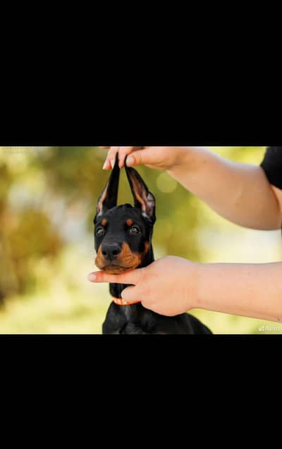 Doberman
