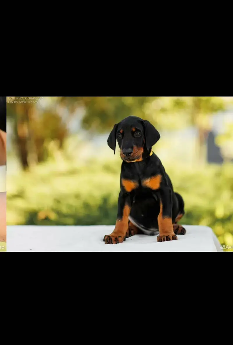 Doberman — photo 2