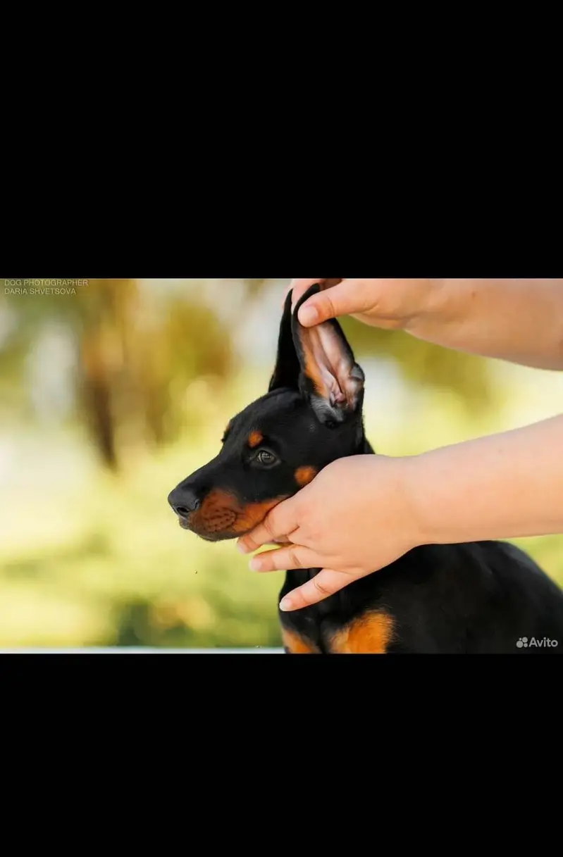 Doberman — photo 3