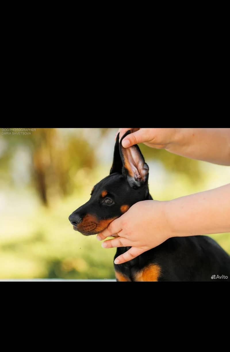 Doberman 3