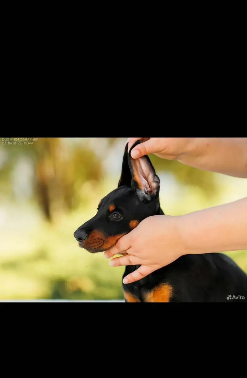 Doberman — photo 4
