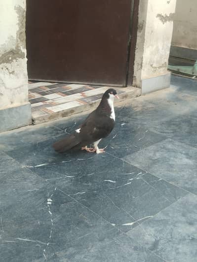 SheraZi. Pair.   Full healthy and Active