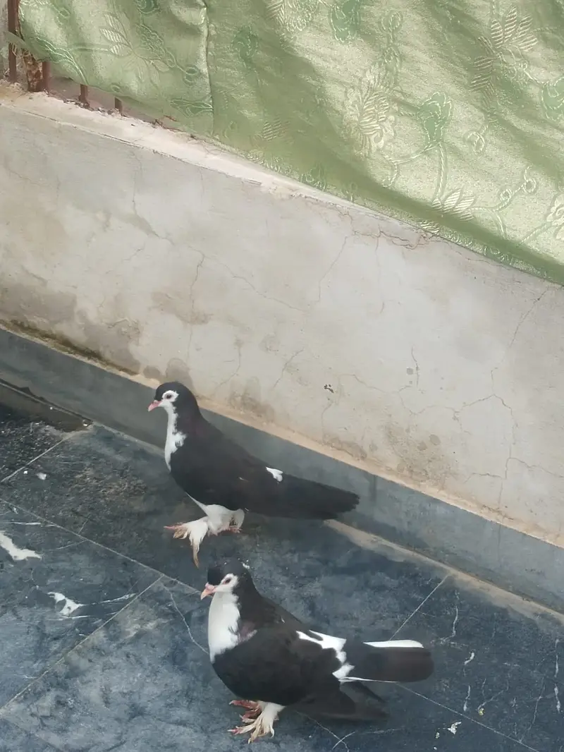 SheraZi. Pair.   Full healthy and Active — photo 2