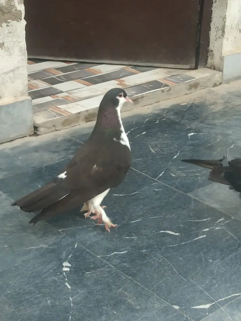 SheraZi. Pair.   Full healthy and Active — photo 3