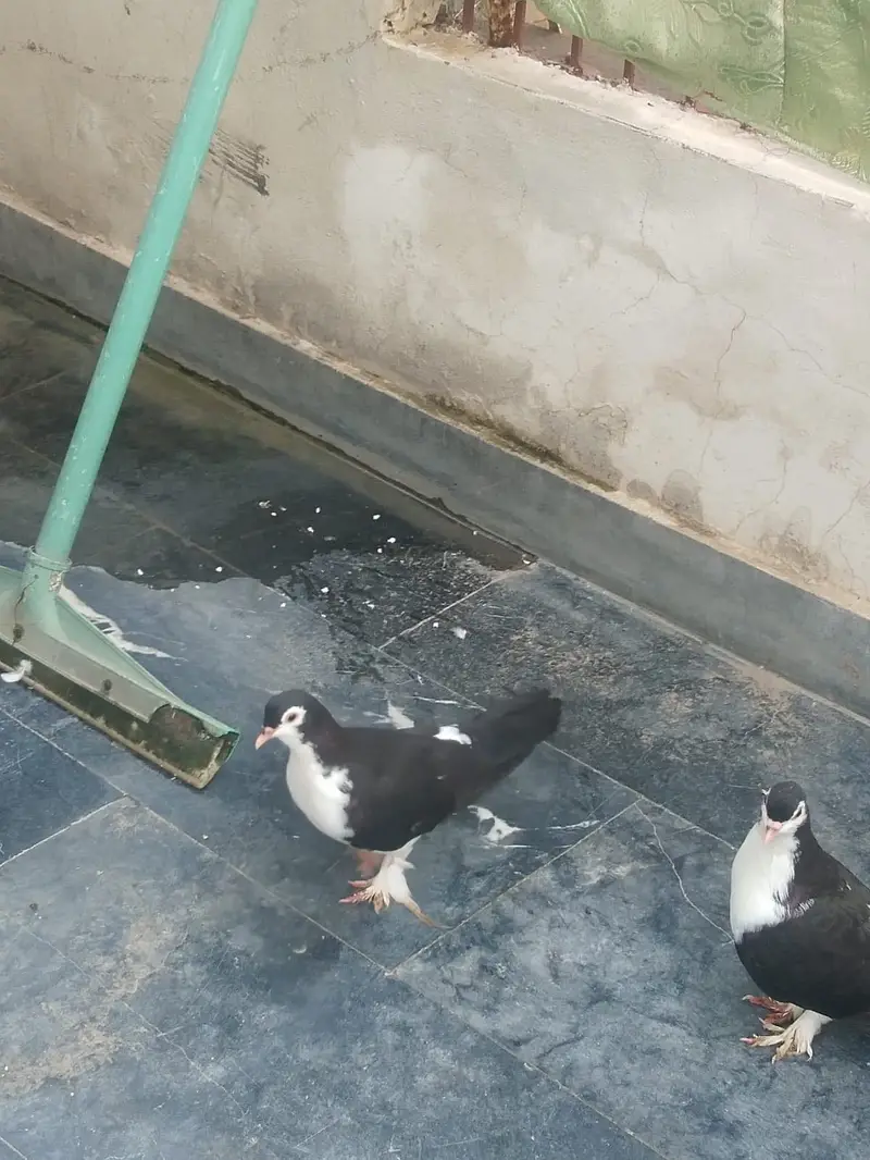 SheraZi. Pair.   Full healthy and Active — photo 4