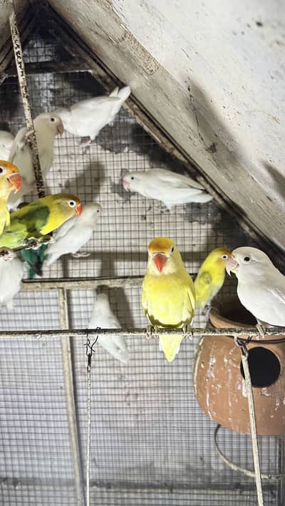 Love birds