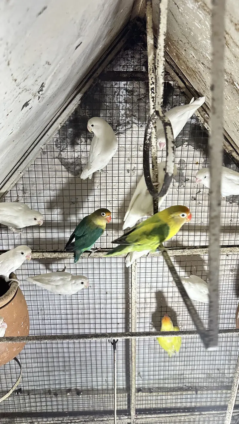 Love birds — photo 2