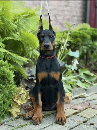 Doberman