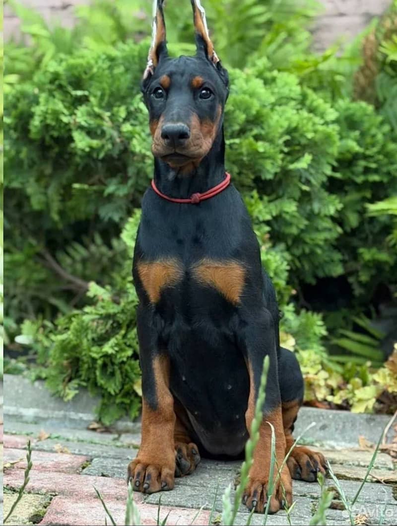 Doberman 1