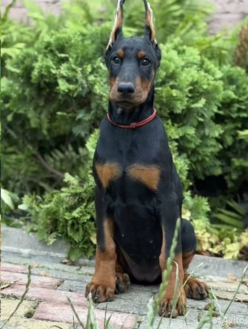 Doberman 2