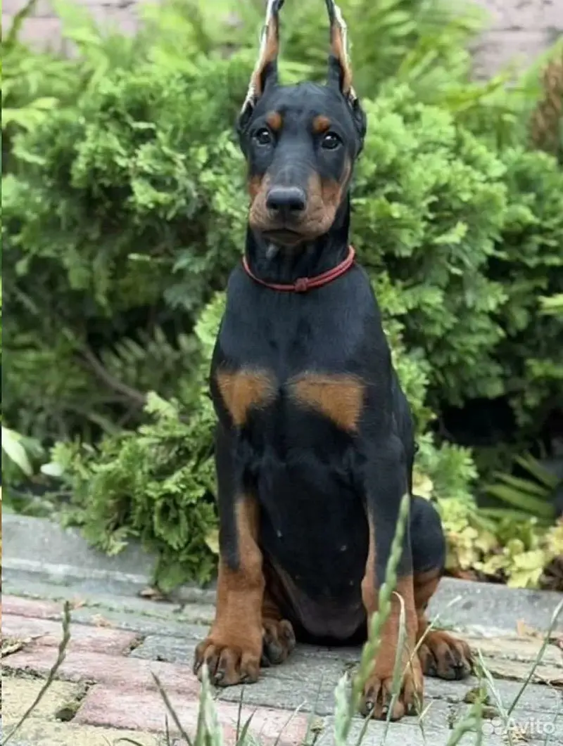 Doberman — photo 3