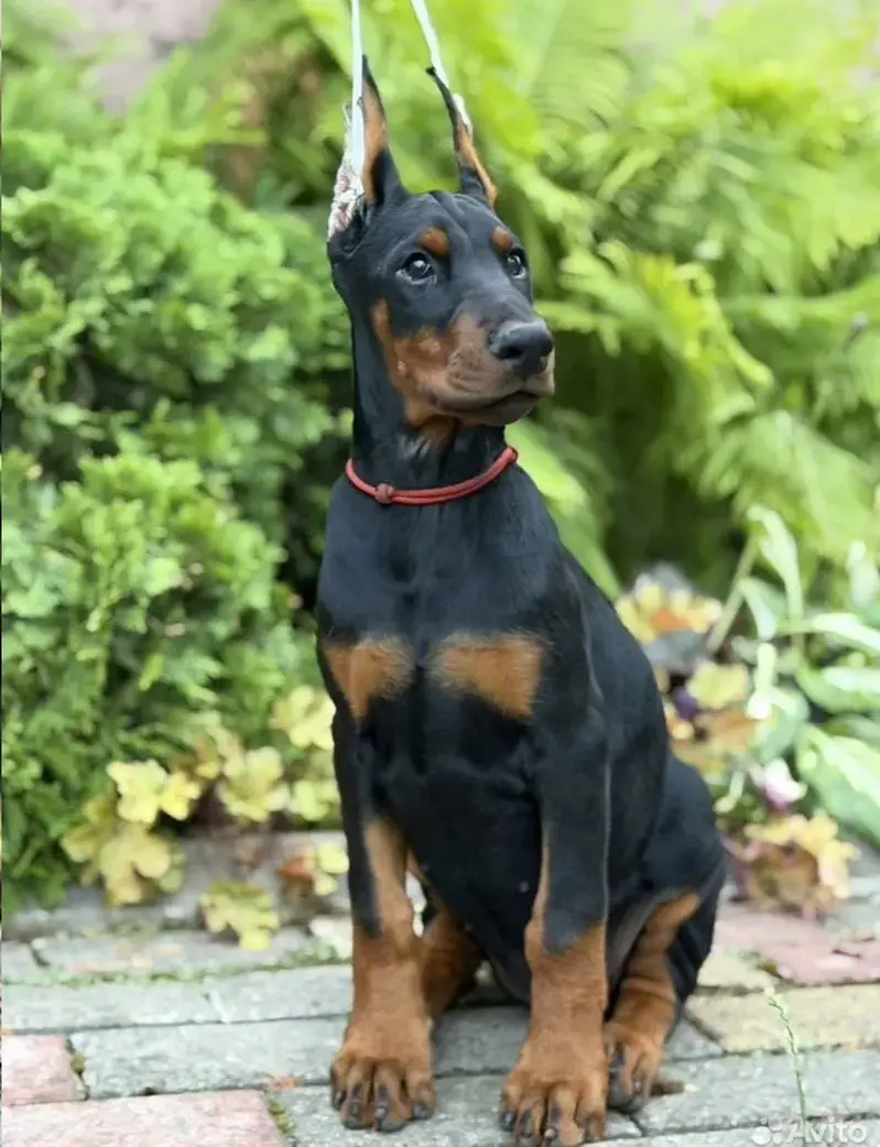 Doberman — photo 4
