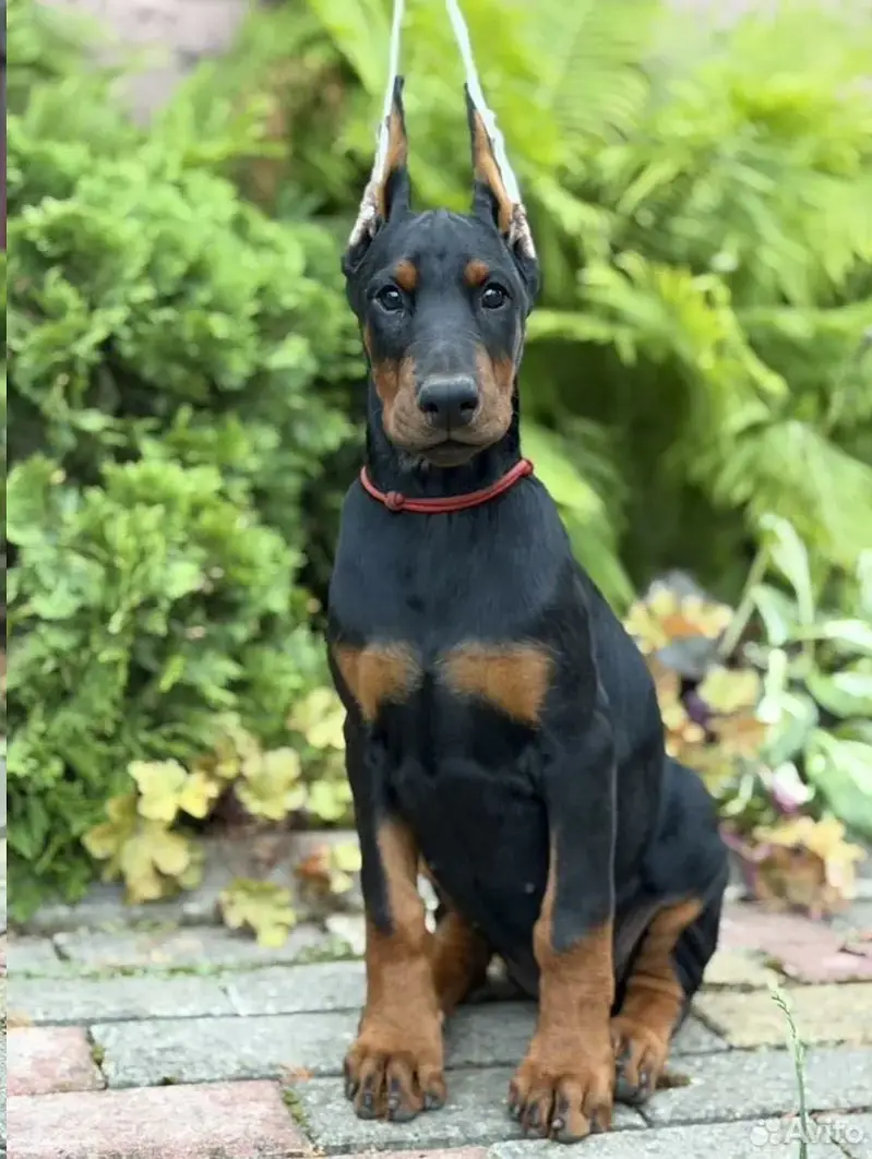 Doberman — photo 5