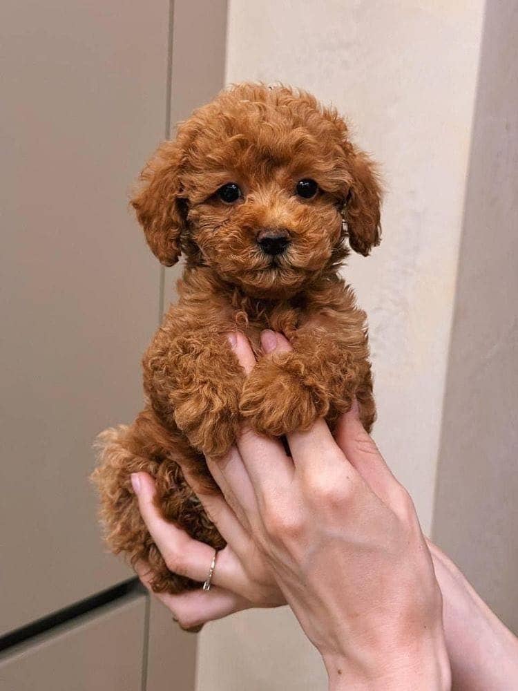 Poodle 0