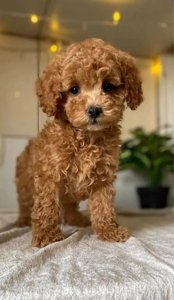 Poodle — photo 2