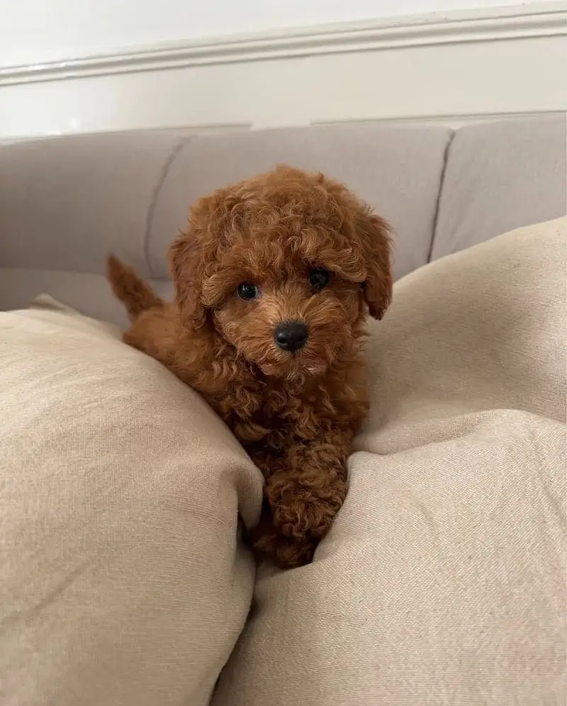 Poodle — photo 3