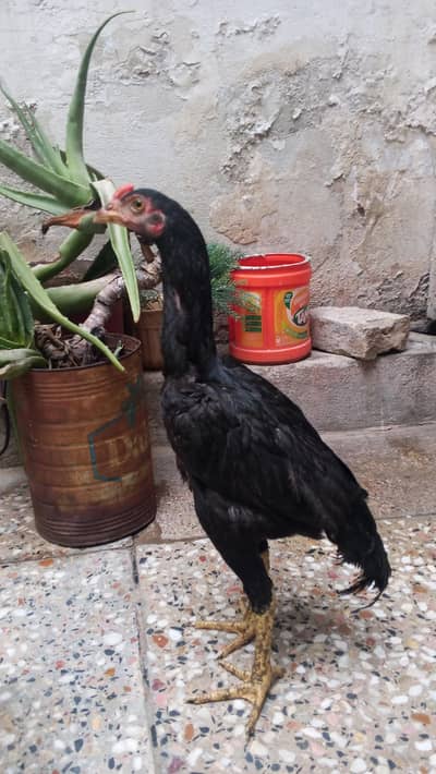 Aseel chicks for sale
