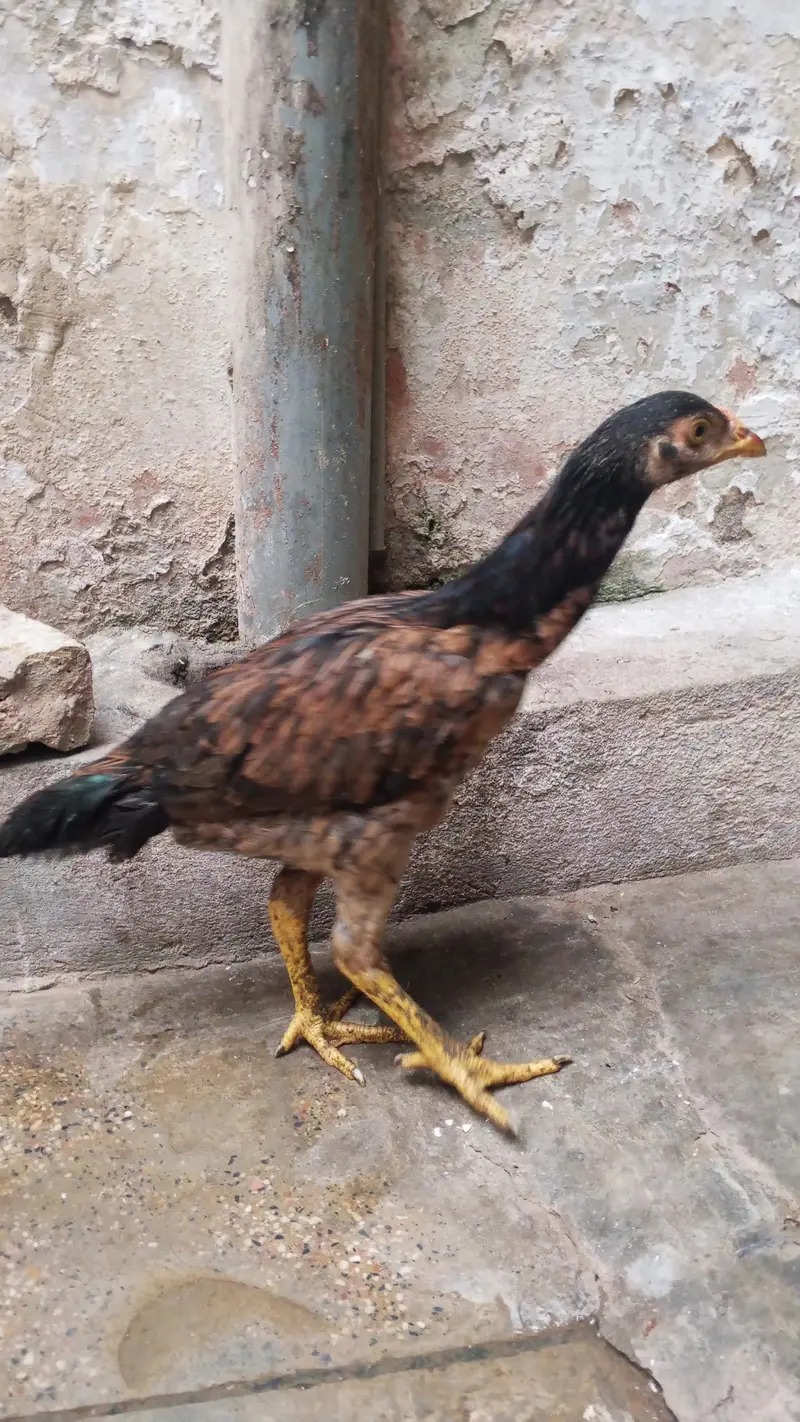 Aseel chicks for sale — photo 2