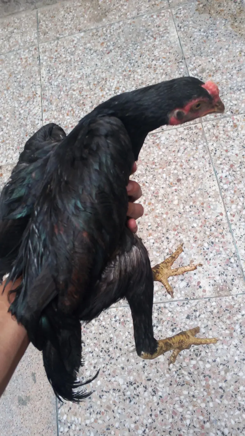 Aseel chicks for sale — photo 3