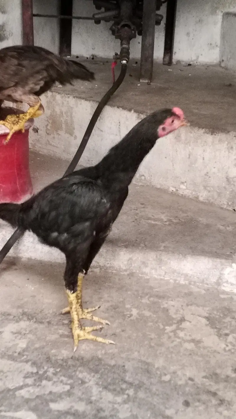 Aseel chicks for sale — photo 4