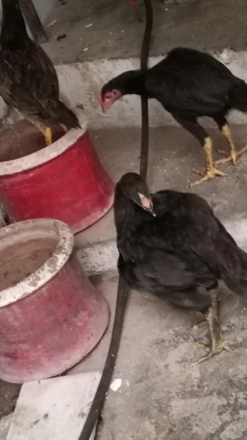 Aseel chicks for sale — photo 5