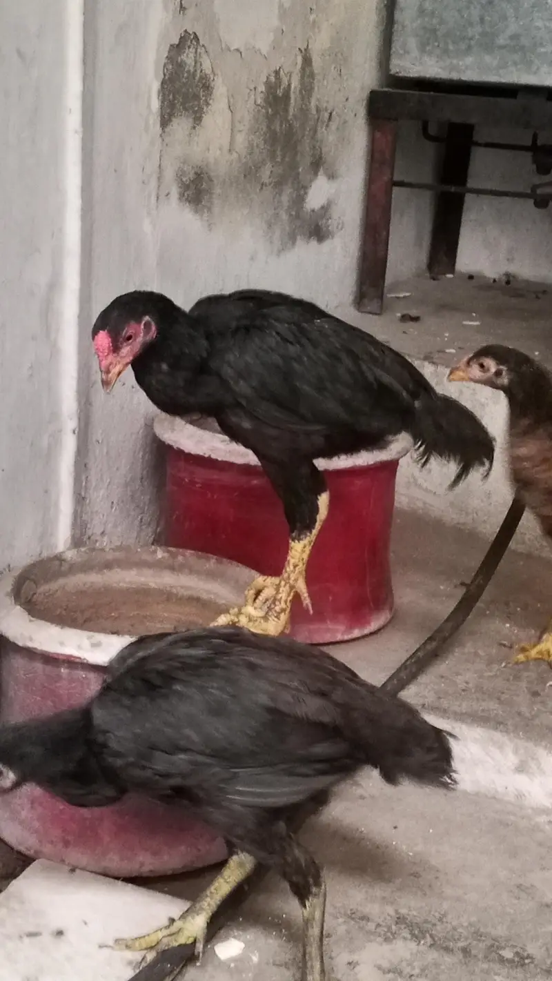 Aseel chicks for sale — photo 6