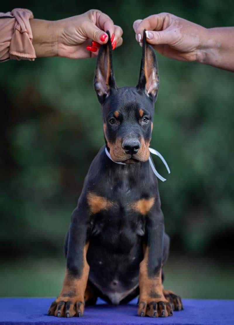 Doberman 0