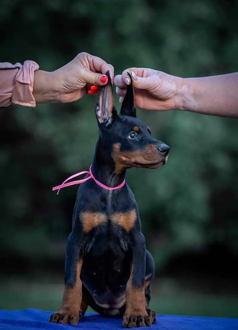Doberman — photo 3