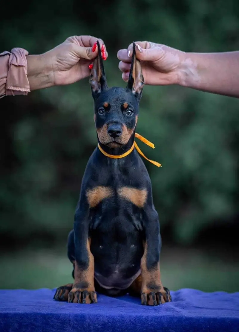 Doberman — photo 4
