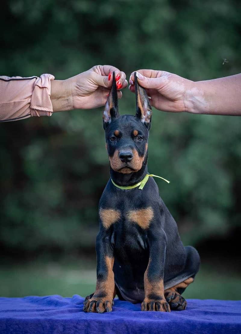Doberman 4