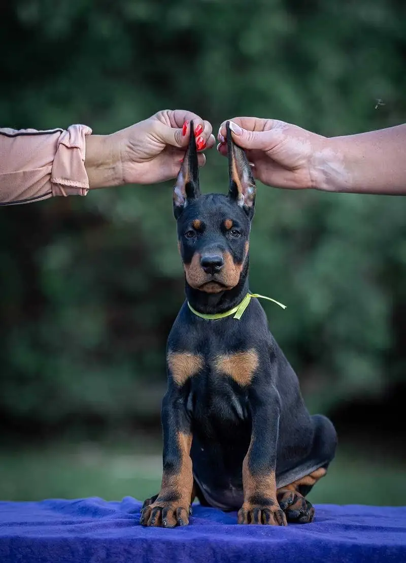 Doberman — photo 5