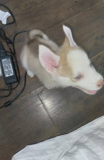 Huskey Siberian blue eyes unique golden colour demand 150k
