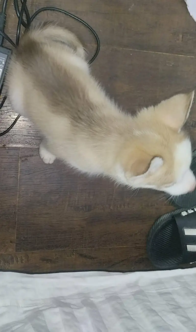 Huskey Siberian blue eyes unique golden colour demand 150k — photo 2