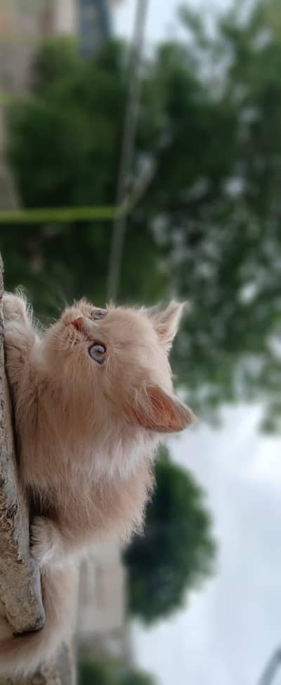 Persian kittens