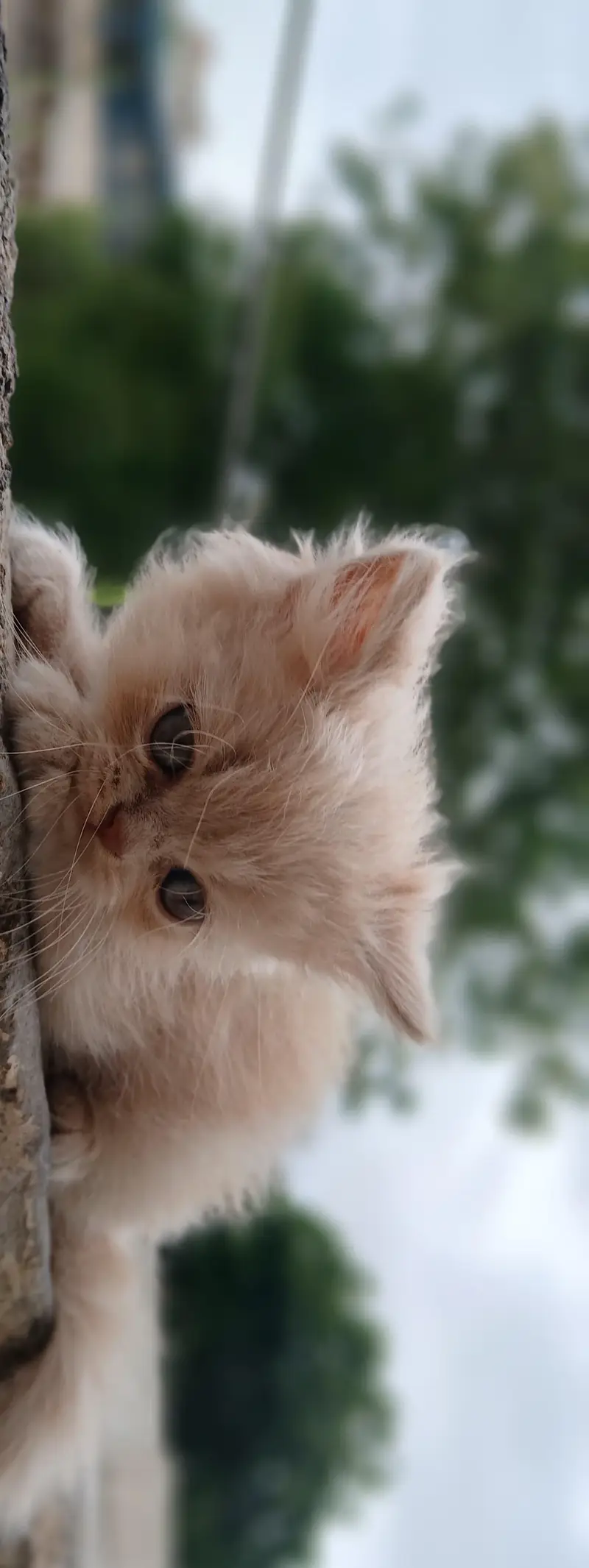 Persian kittens — photo 2