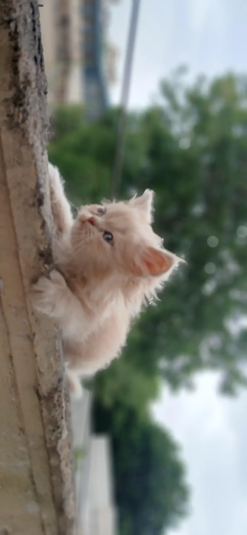Persian kittens — photo 3